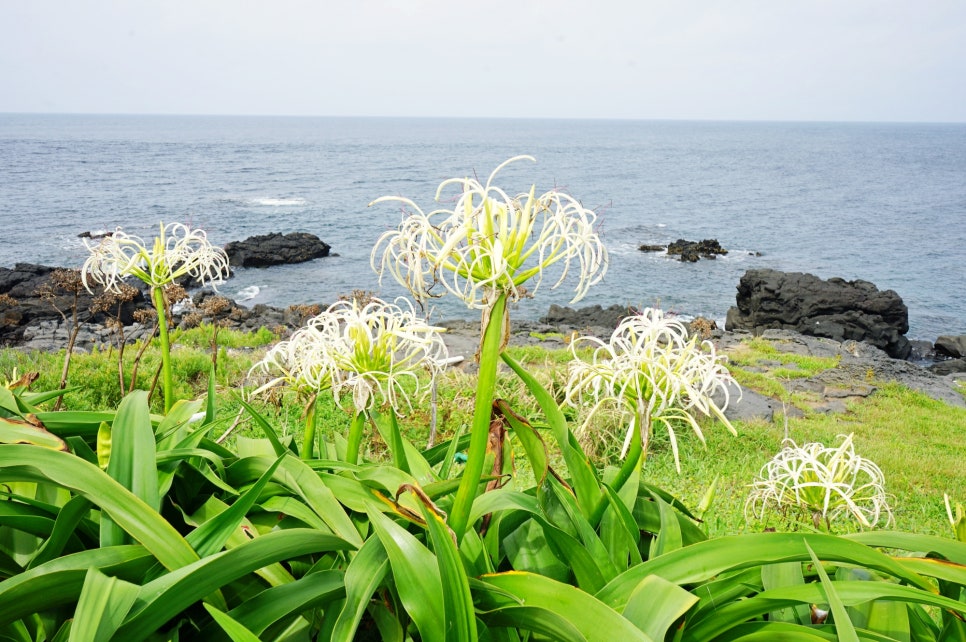 제주도 마라도 여행 코스 볼거리 제주 마라도 배시간 배 예약