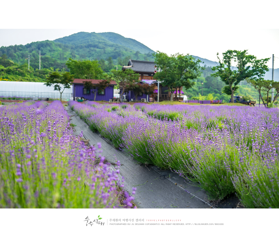 충남 공주 가볼만한곳 사곡면 계실리 라벤더길