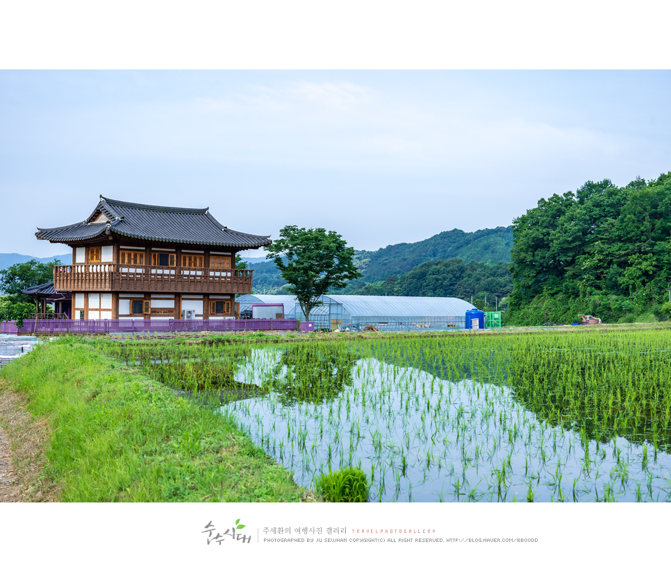 충남 공주 가볼만한곳 사곡면 계실리 라벤더길