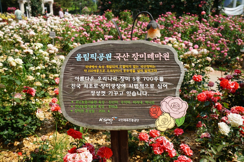 올림픽공원 장미광장장 장미축제, 들꽃마루에는 양귀비꽃과 유채꽃이 활짝! 서울 가볼만한곳!