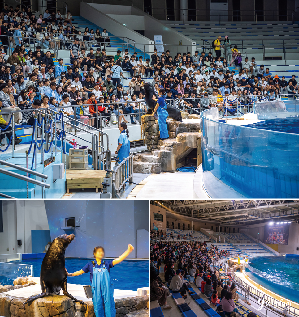 제주 여행 추천 성산일출봉 & 제주 아쿠아플라넷