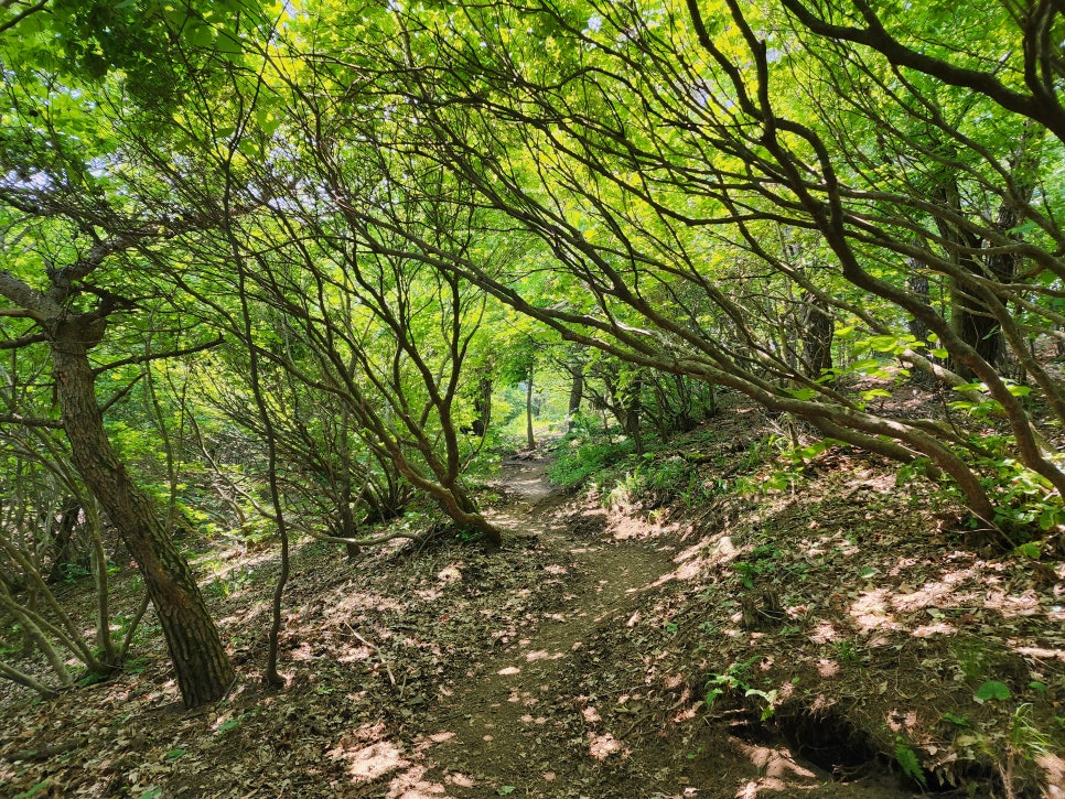 운길산-적갑산-예봉산-예빈산 산행('24.06.06)