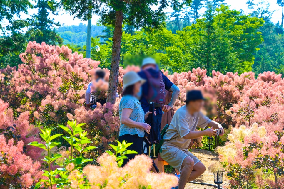 보성 윤제림 수국 명소 만개 보성 가볼만한곳 6월 16일 실시간