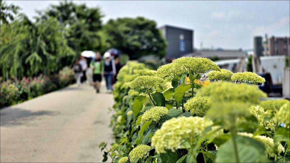 공주 여행 코스 추천 공주수국축제 유구색동수국정원 공주 가볼만한곳!