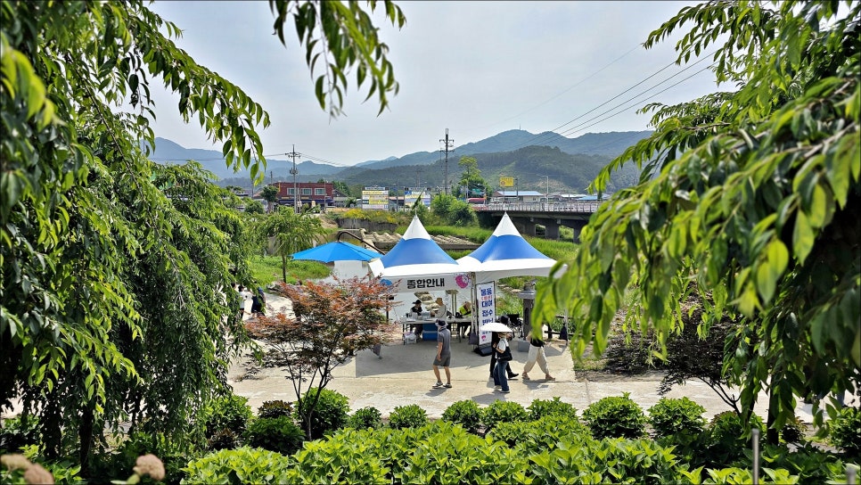 공주 여행 코스 추천 공주수국축제 유구색동수국정원 공주 가볼만한곳!