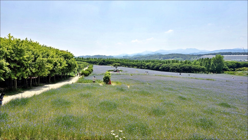 충남 가볼만한곳 당진 아그로랜드 태신목장 수레국화 당진 여행 코스 추천!