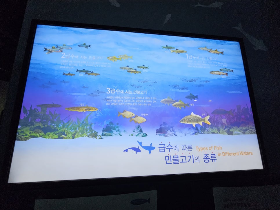 양평 아이와 가볼만한곳 민물고기 전시관 (생태학습관)