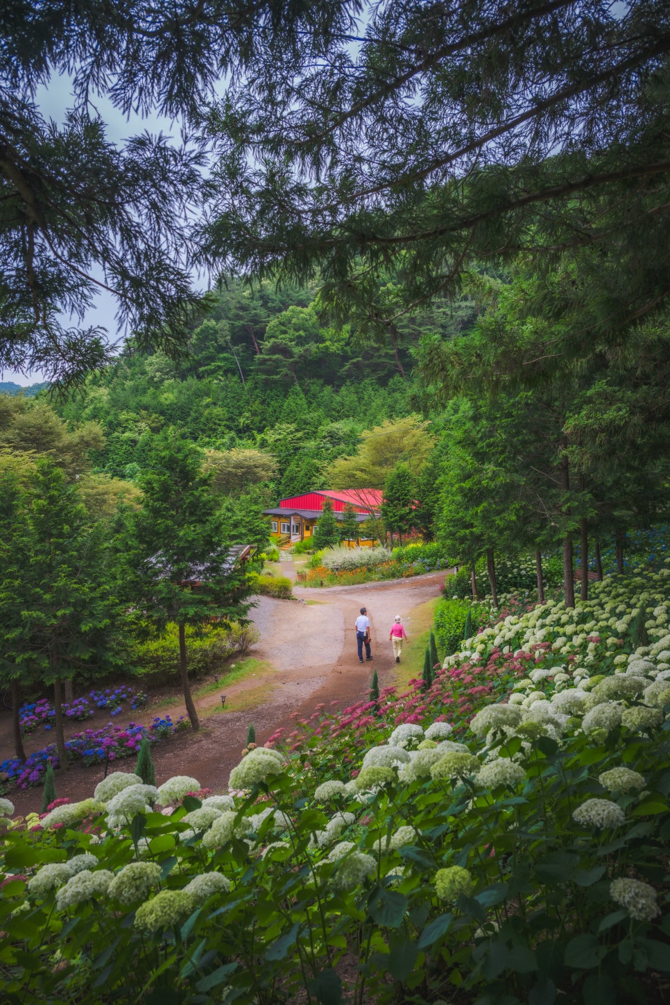 6월 국내여행지 전남 보성 숲 정원 윤제림 6월 17일 꽃 상태