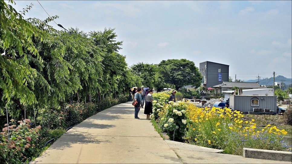 공주 여행 코스 추천 공주수국축제 유구색동수국정원 공주 가볼만한곳!