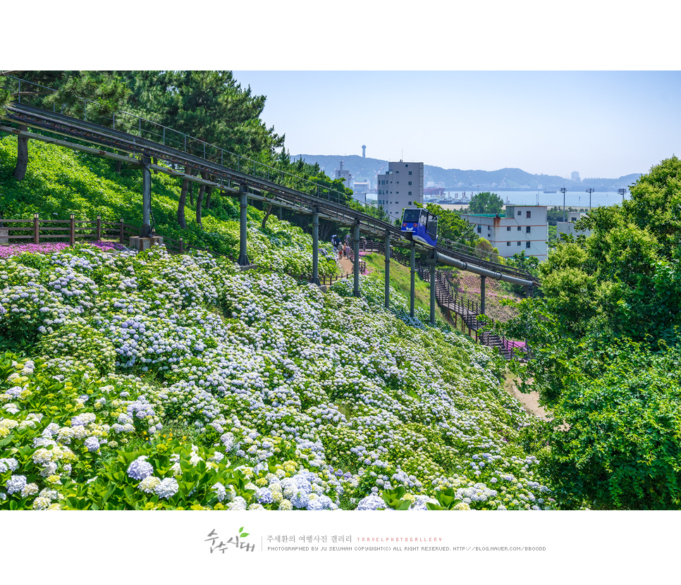 울산 장생포 수국축제 고래문화마을 주차 울산 드라이브 코스