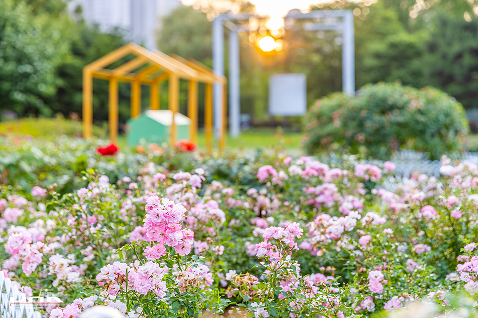 경기도 고양시 일산 가볼만한곳 일산호수공원 수국 장미꽃 일몰 산책 양각도 평양냉면