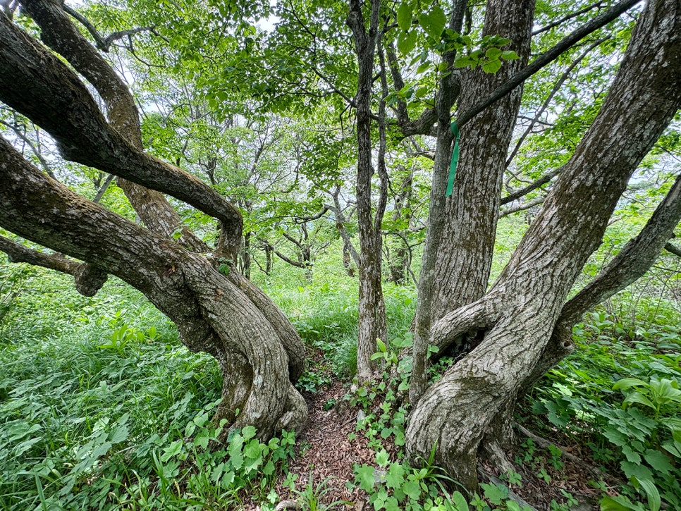 [51] 정선 가리왕산 (발심사 원점회귀 최단 코스)