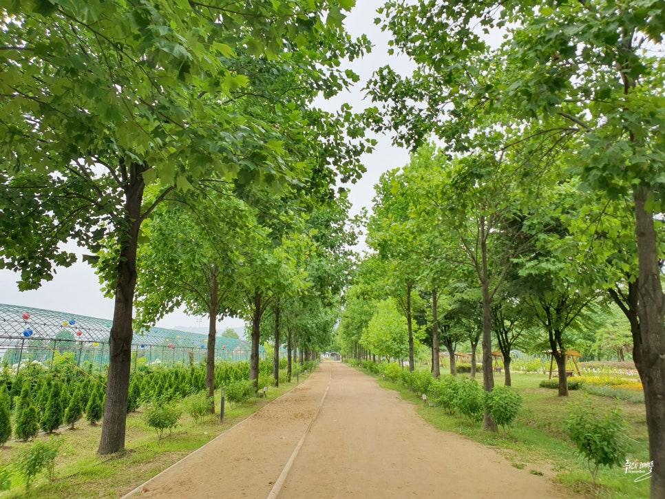 서울근교 수국 명소 구리 가볼만한곳 구리 한강시민공원 수국 개화