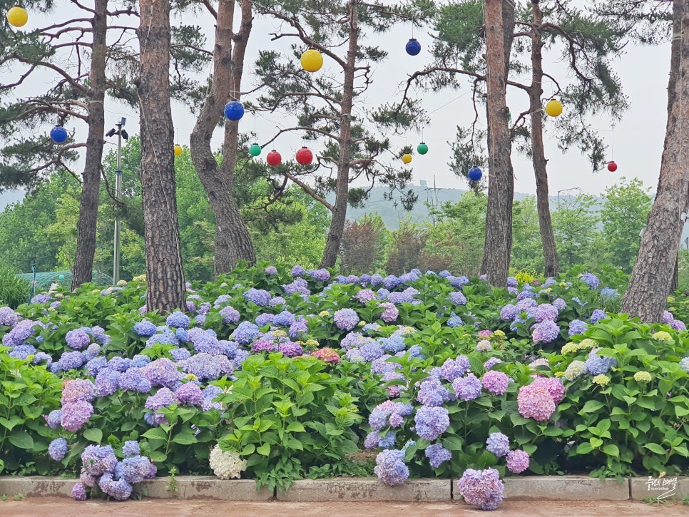 서울근교 수국 명소 구리 가볼만한곳 구리 한강시민공원 수국 개화