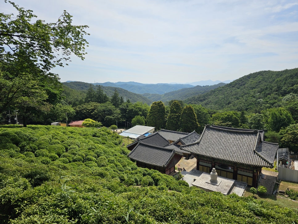 경남 사찰 절 여행 사천 다솔사 녹차밭 데이트