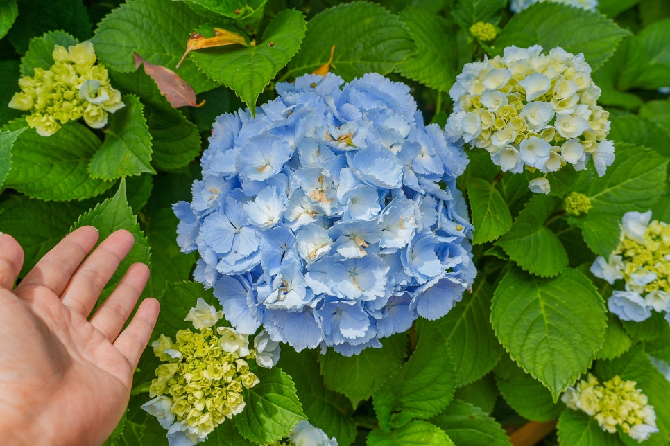 제주 동쪽 가볼만한곳 제주도 수국명소 혼인지 제주도 동쪽 코스