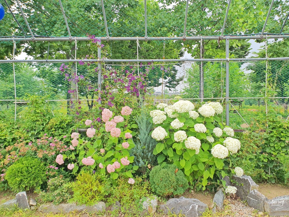 서울근교 수국 명소 구리 가볼만한곳 구리 한강시민공원 수국 개화