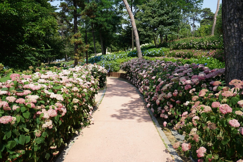 평택 내리문화공원 수국 근황! 평택 수국 여기서 보세요~ 산책하기에도 좋은곳!