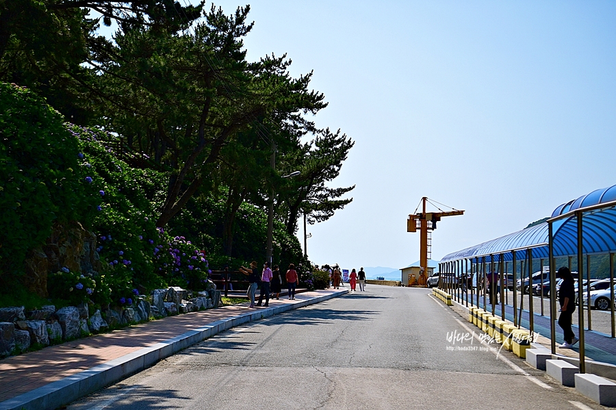 경남 거제 가볼만한곳 거제 수국 명소 신선대 근포마을 썬트리팜 저구항수국 숲소리공원