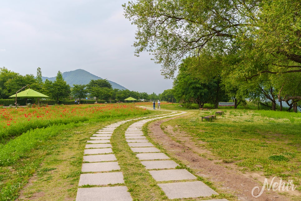 남양주 갈만한곳 물의정원 양귀비 남양주 볼거리 피크닉장소