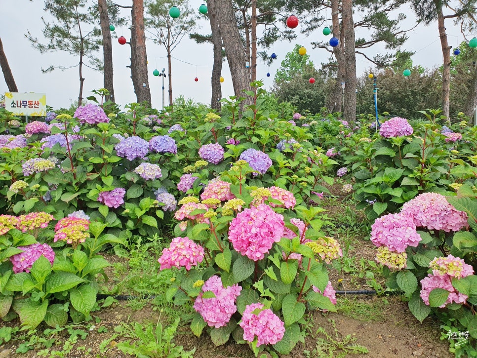서울근교 수국 명소 구리 가볼만한곳 구리 한강시민공원 수국 개화