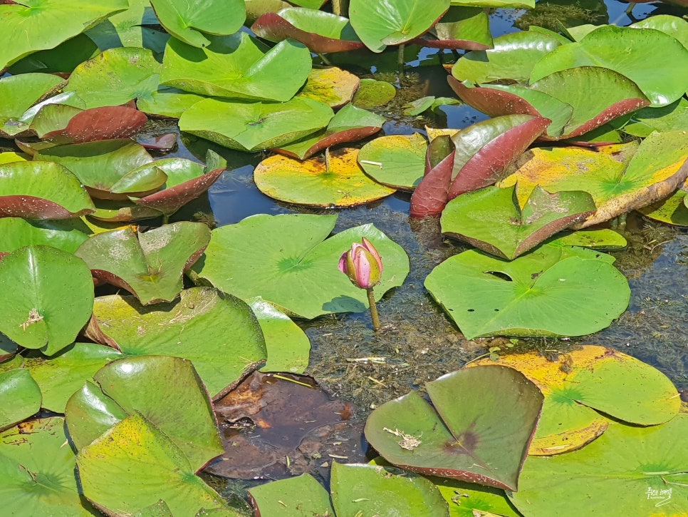 경기도 시흥 가볼만한곳 시흥 여행 관곡지 연꽃테마파크