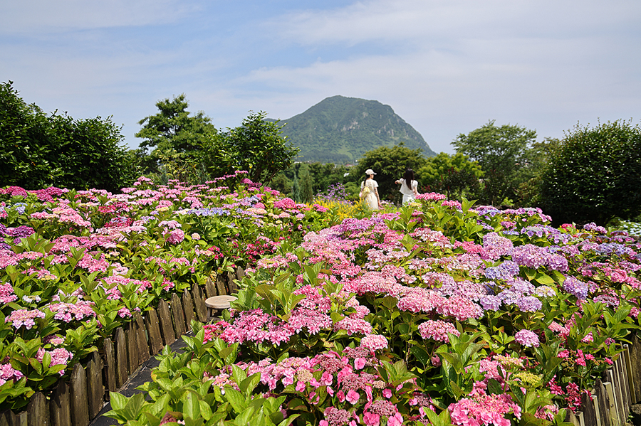 제주 수국 명소 제주도 수국 축제 수국길 제주 마노르블랑