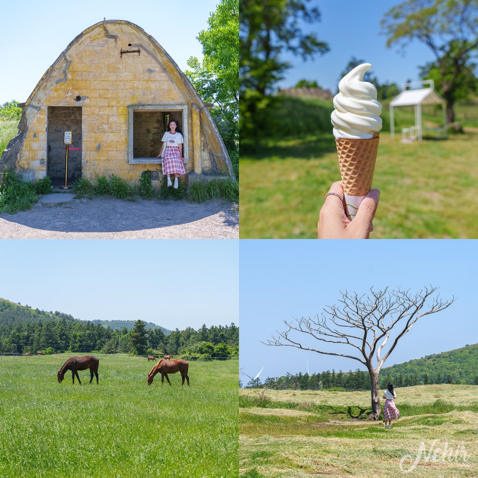 성이시돌목장 제주 목장 카페 새별오름 나홀로나무 제주 왕따나무