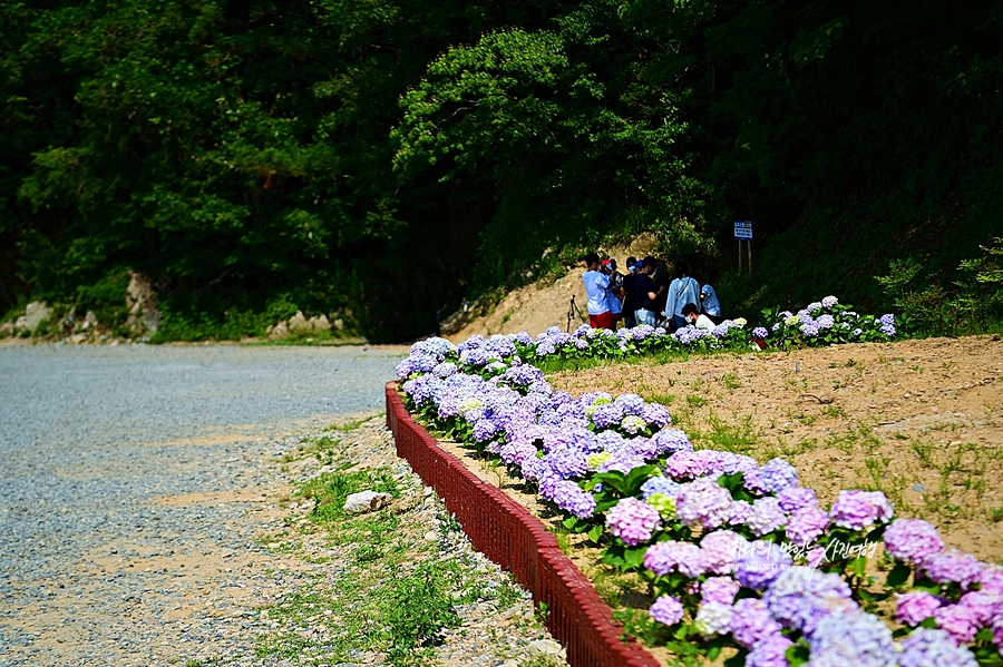 경남 거제 가볼만한곳 거제 수국 명소 신선대 근포마을 썬트리팜 저구항수국 숲소리공원