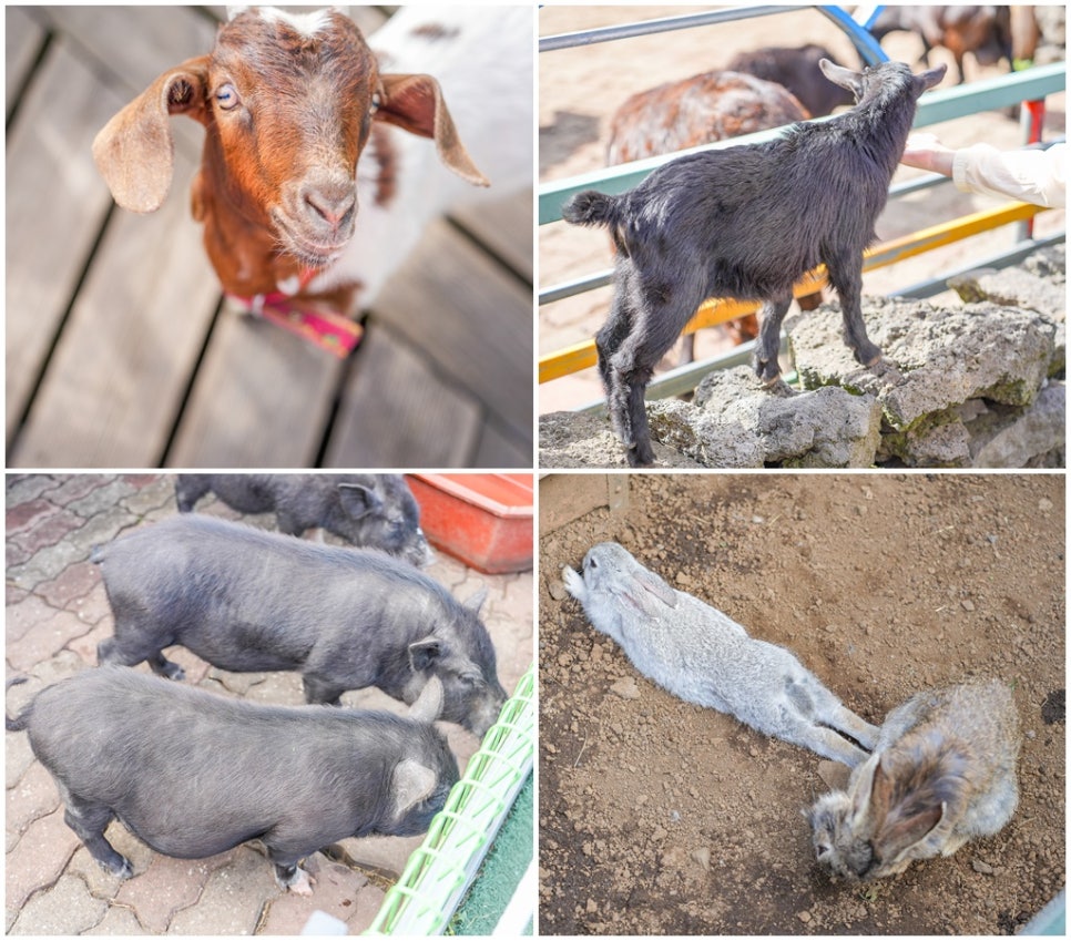 제주 동쪽 가볼만한곳 제주도 수국명소 혼인지 제주도 동쪽 코스