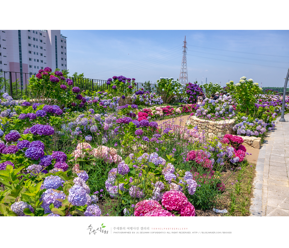 울산 장생포 수국축제 고래문화마을 주차 울산 드라이브 코스