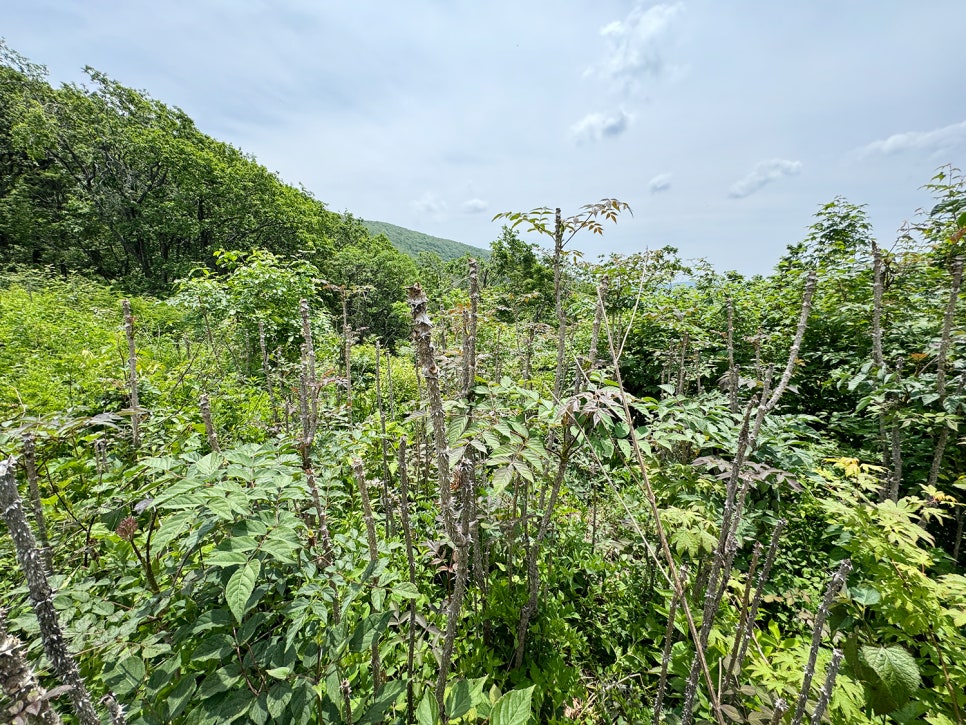 [51] 정선 가리왕산 (발심사 원점회귀 최단 코스)