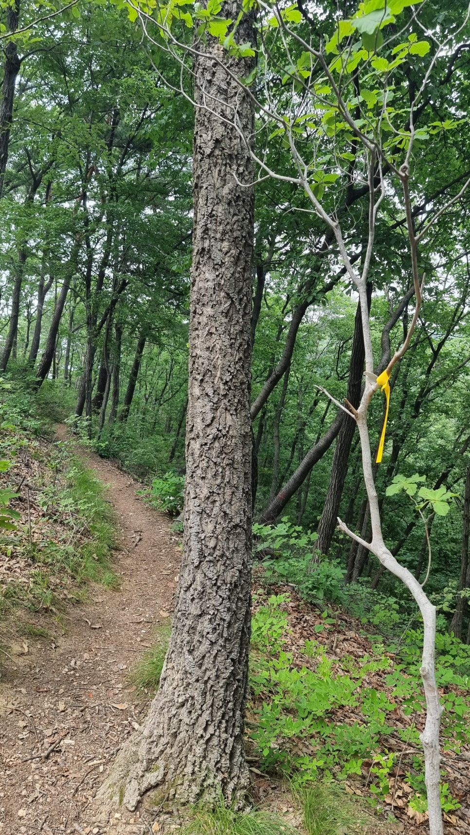 포항 운제산 등산, 오어사 원점회귀 환종주 산행