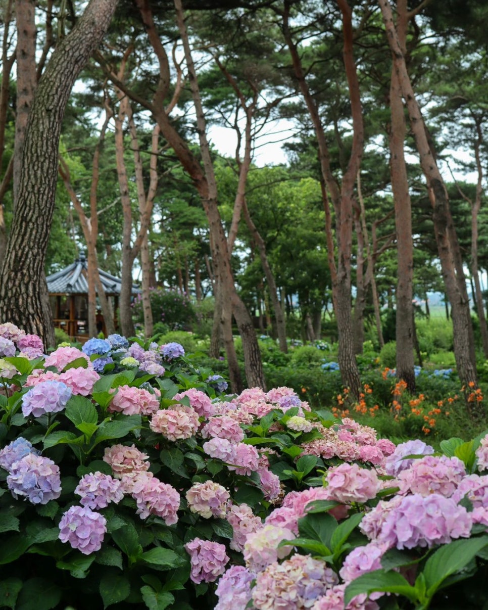 충청도 수국 명소, 6월 놓치지 말고 가볼 만한 꽃구경 명소 4