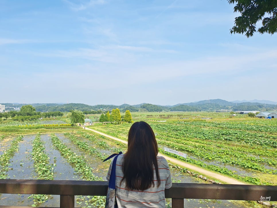 경기도 시흥 가볼만한곳 시흥 여행 관곡지 연꽃테마파크