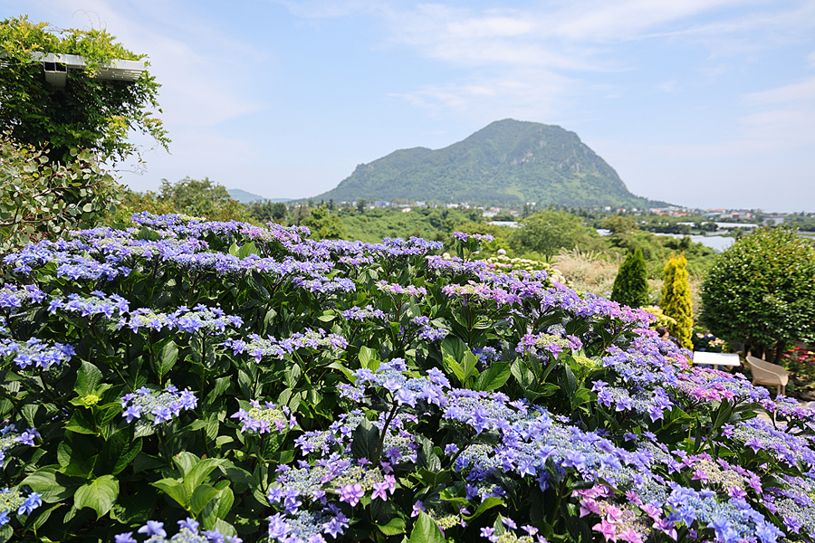 제주 수국 명소 제주도 수국 축제 수국길 제주 마노르블랑