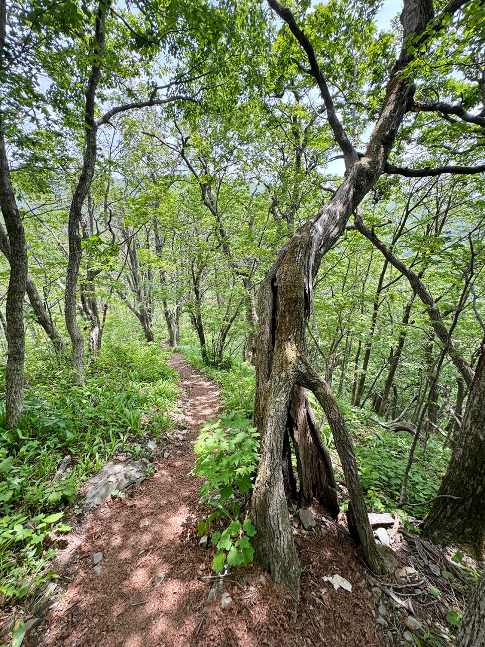 [51] 정선 가리왕산 (발심사 원점회귀 최단 코스)