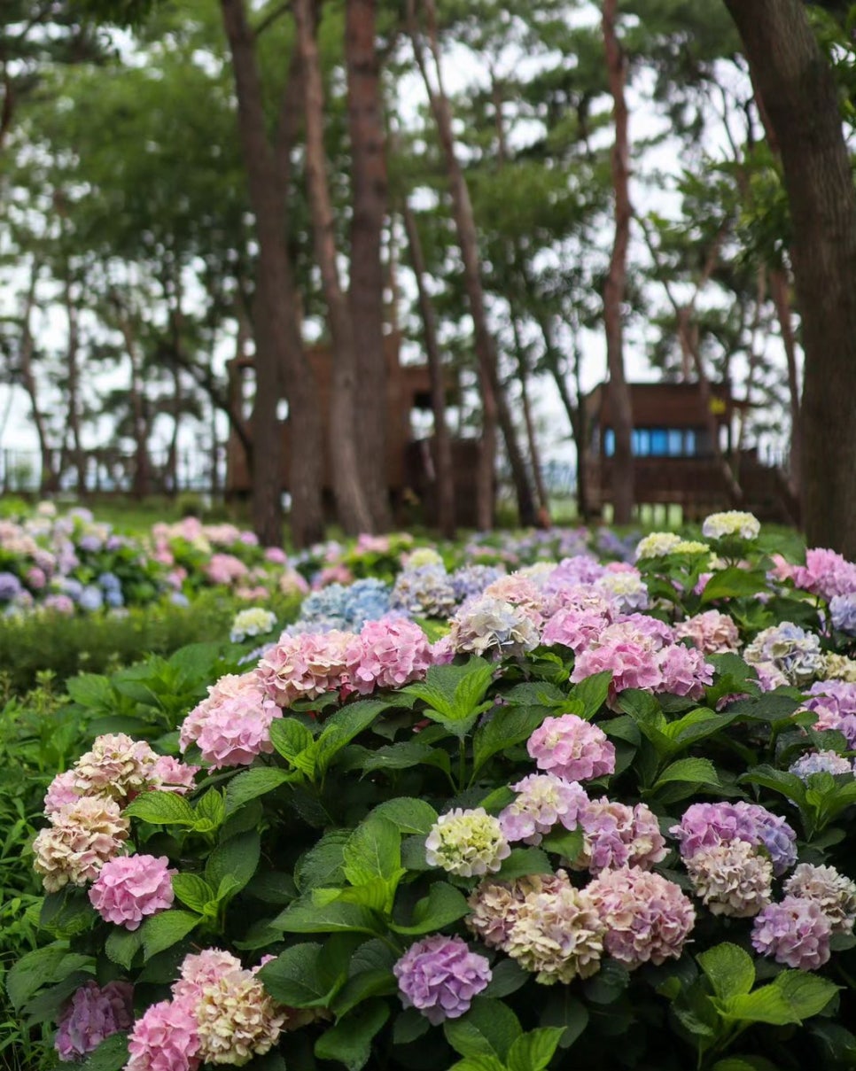 충청도 수국 명소, 6월 놓치지 말고 가볼 만한 꽃구경 명소 4