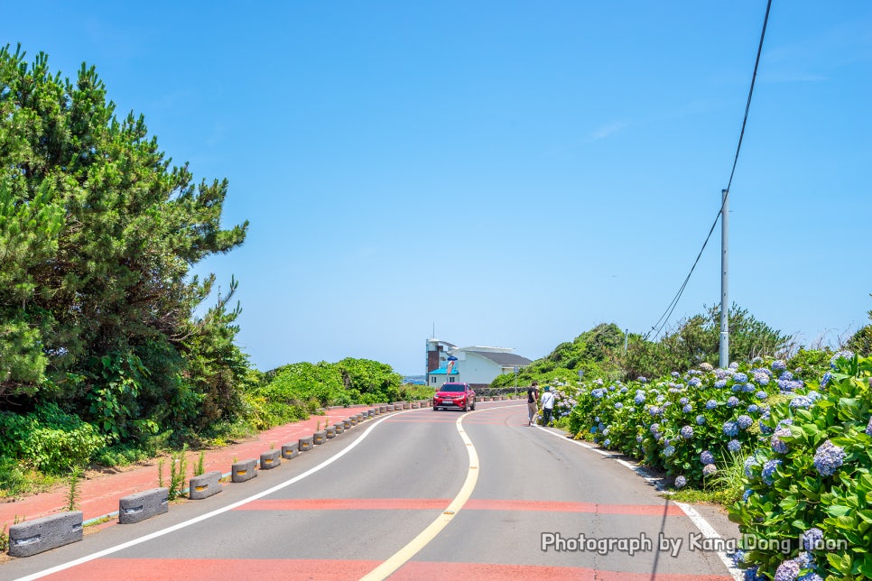 6월 제주도 가볼만한곳 꽃구경 제주 동쪽 수국 명소 여행 종달리 수국길