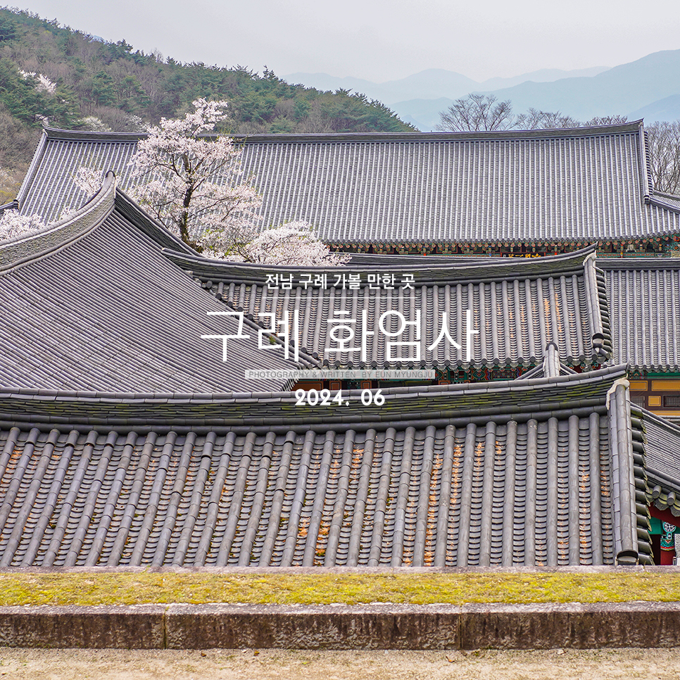 구례 가볼만한곳 전남 구례 여행 화엄사 홍매화는 없고 벚꽃 구경