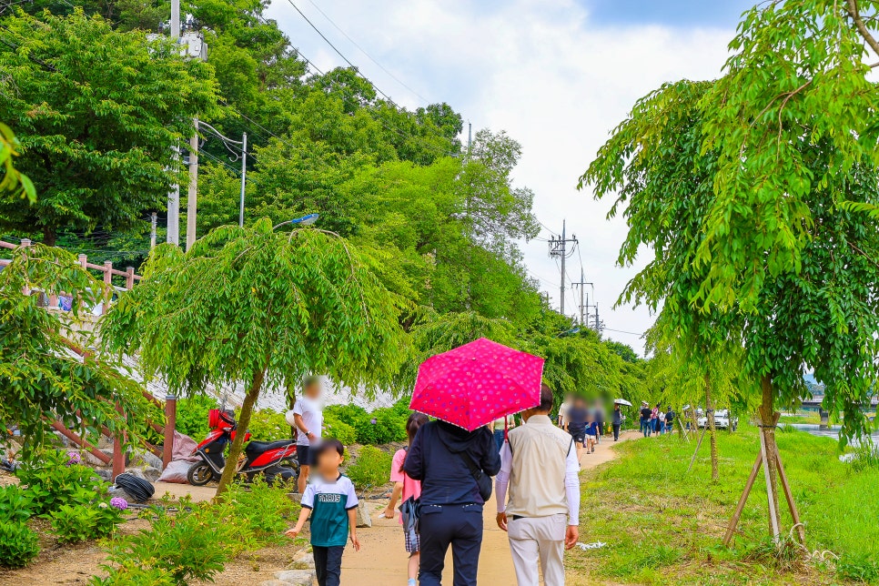 공주 가볼만한곳 유구 수국축제 공주 유구색동수국정원 6월 15일 실시간