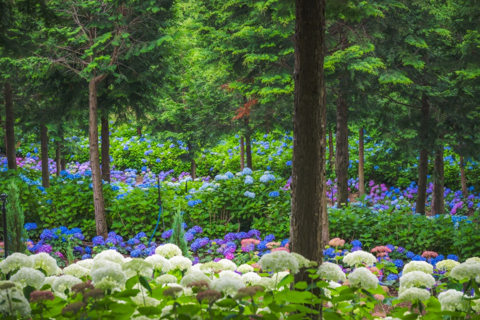 6월 국내여행지 전남 보성 숲 정원 윤제림 6월 17일 꽃 상태