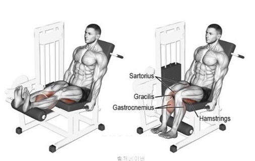 헬스 루틴 여자 남자 하체 근력 운동 기구 종류 시티드레그컬 햄스트링운동