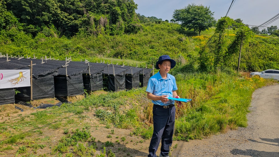 평택 인삼 판매 직거래 천지인삼농원 선물하기 좋기 인삼꽃효소