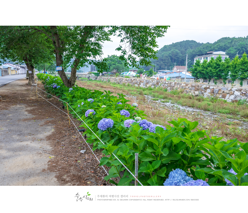 6월 국내 여행 여름꽃 공주 수국축제 유구 색동수국정원 주차