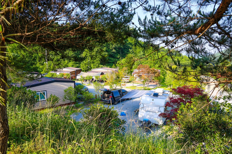 보성 윤제림 수국 명소 만개 보성 가볼만한곳 6월 16일 실시간