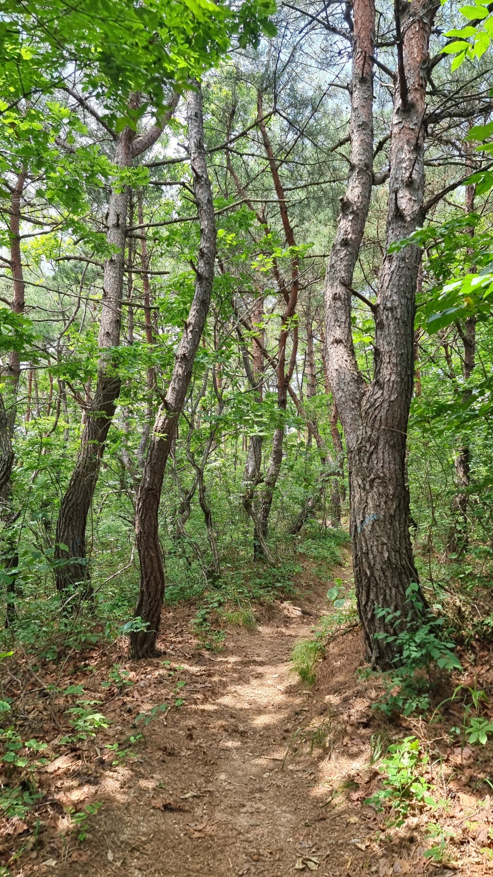 포항 운제산 등산, 오어사 원점회귀 환종주 산행