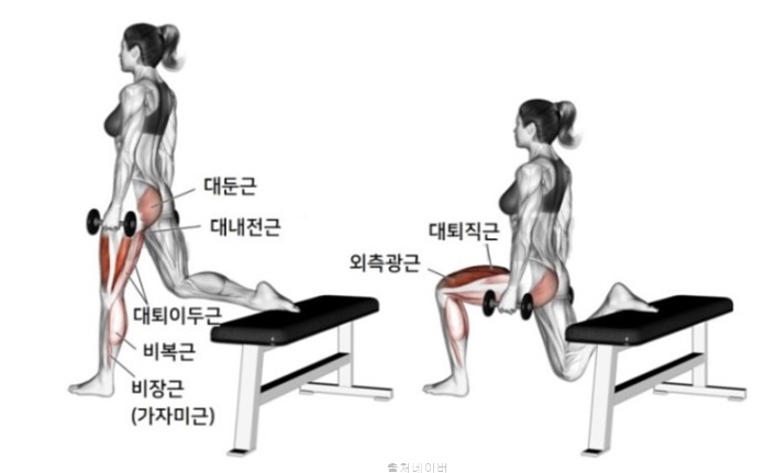 하체 비만 근육 강화 운동 스플릿스쿼트 와이드스쿼트 스쿼트 자세 효과