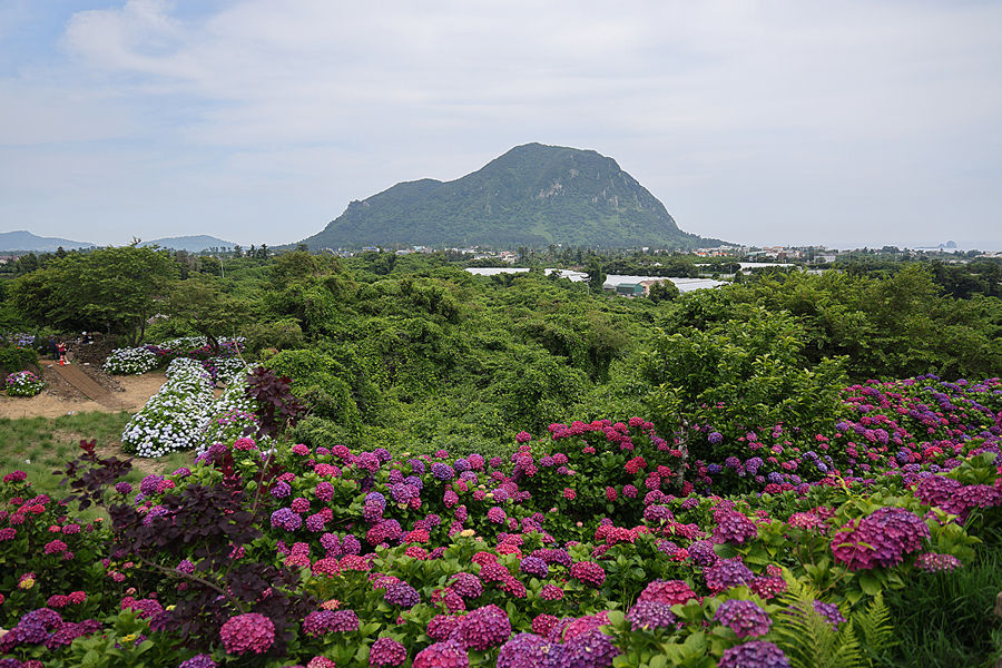 제주 수국 명소 제주도 수국 축제 수국길 제주 마노르블랑