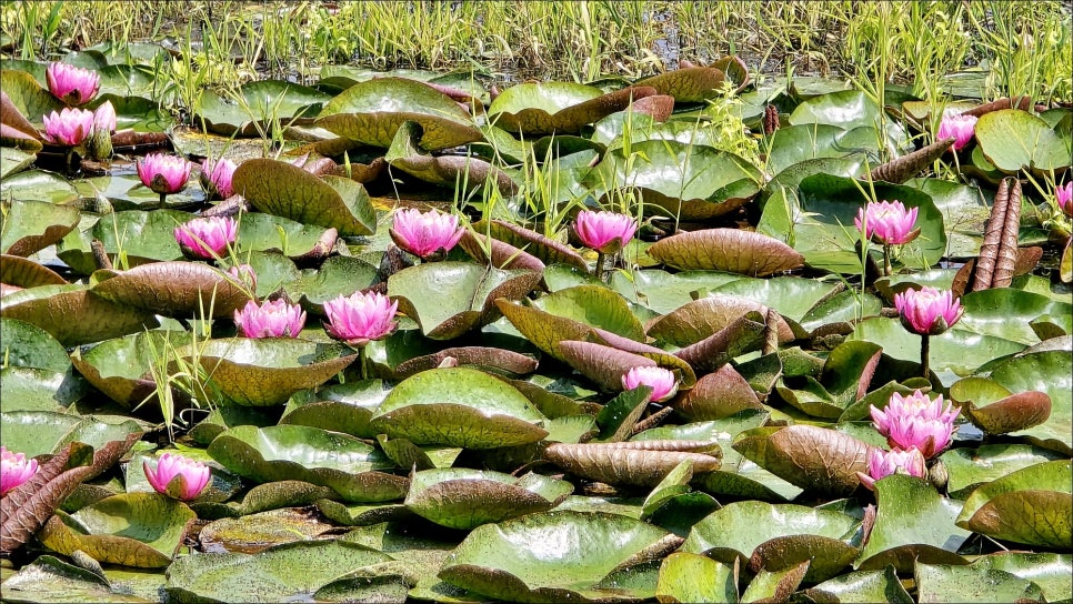 공주 여행 코스 추천 공주수국축제 유구색동수국정원 공주 가볼만한곳!